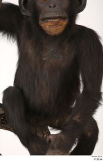  Chimpanzee Bonobo belly chest trunk 0001.jpg